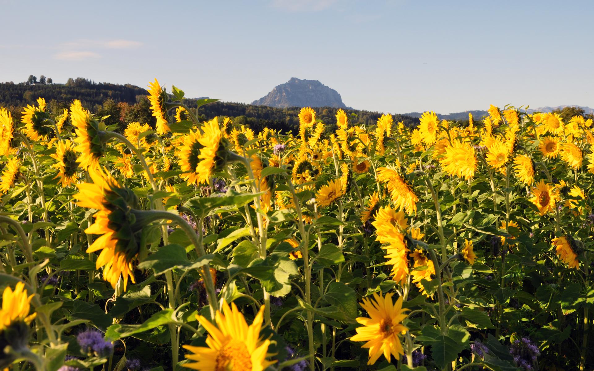 Sommerblumen