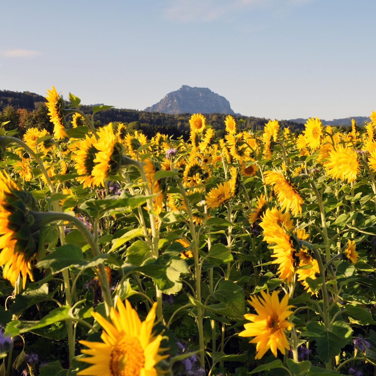 Sommerblumen